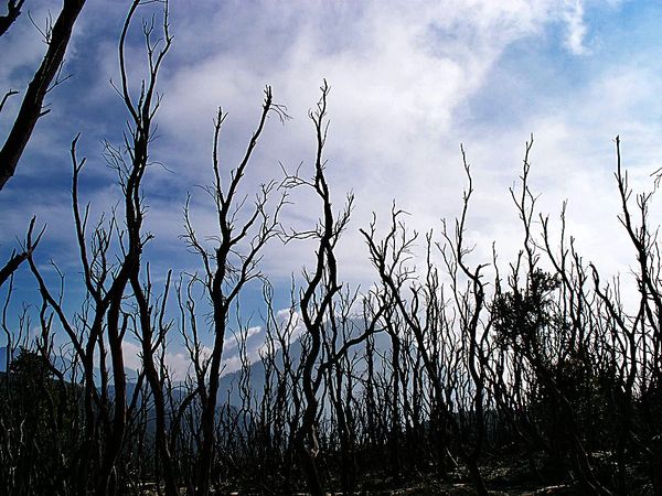 Dari kayu  kawasan gunung papandayan, garut, jawa barat (14/4