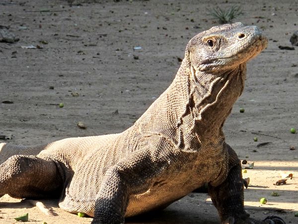 Komodo betina ini sedang asyik berjemur (Shafa/detikTravel)