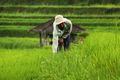 Sawah dengan Subak (Angela JA/d'Traveler)