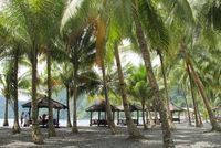 Jejeran pohon kelapa di pinggir pantai Desa Tablanusu (Sastri/ detikTravel)