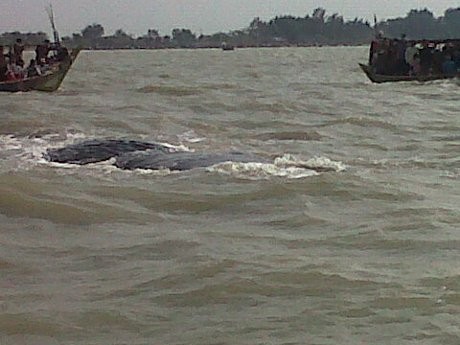 Kapal-kapal Sudah Siap Evakuasi Paus di Pantai Tanjung Pakis Karawang Kapal-kapal Sudah Siap Evakuasi Paus di Pantai Tanjung Pakis Karawang
