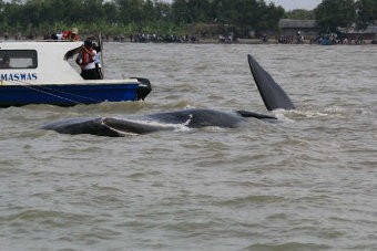 Lagi, Seekor Paus Terdampar di Perairan Muara Gembong Lagi, Seekor Paus Terdampar di Perairan Muara Gembong