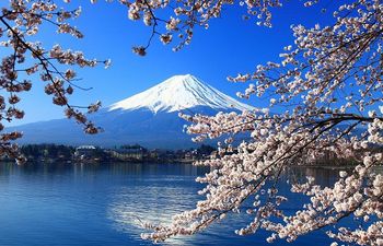 Cherry Blossoms & Mount Fuji - Japan