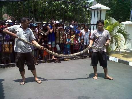 Ular Phyton 3 Meter Diselamatkan Polisi Semarang Ular Phyton 3 Meter Diselamatkan Polisi Semarang