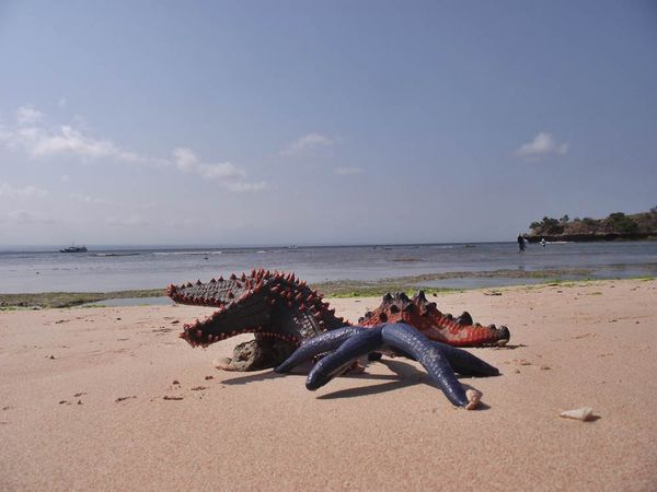 Tangsi, Pantai Cantik Berpasir Pink di Lombok Img_20121009234953_507455b10df11