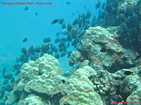 Menyelami Surga Bawah Laut Pulau Paling Barat Indonesia Menyelami Surga Bawah Laut Pulau Paling Barat Indonesia