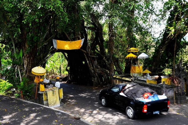 Walau cuma pohon, Bunut Bolong juga dijadikan sebagai destinasi wisata