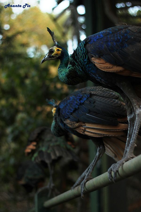 Burung Merak