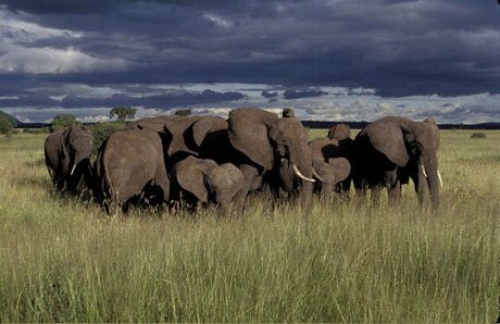  Gajah yang Mengubur