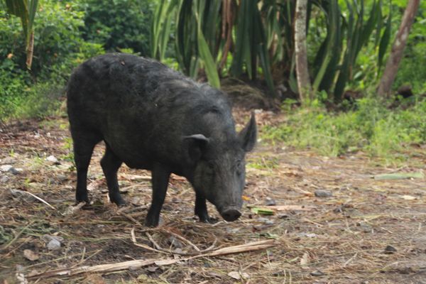 Apa sih Binatang Paling Mahal di Papua?