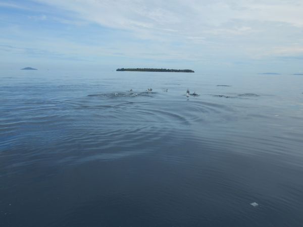 Lumba-lumba berenang menuju pulau Siladen