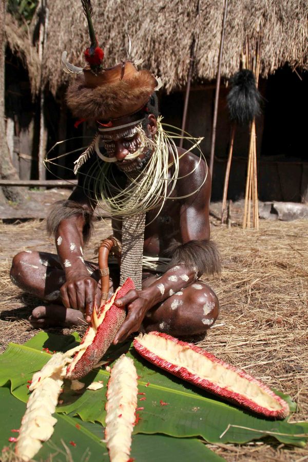 Bakar batu menjadi penutup kemenangan, sebelumnya sang panglima memperlihatkan cara mengolah buah merah yang menjadi buah khas papua ini.