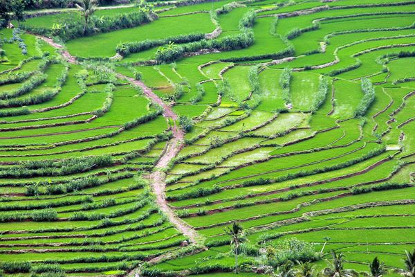 Terasering dilihat dari puncak gunung api purba nglanggeran