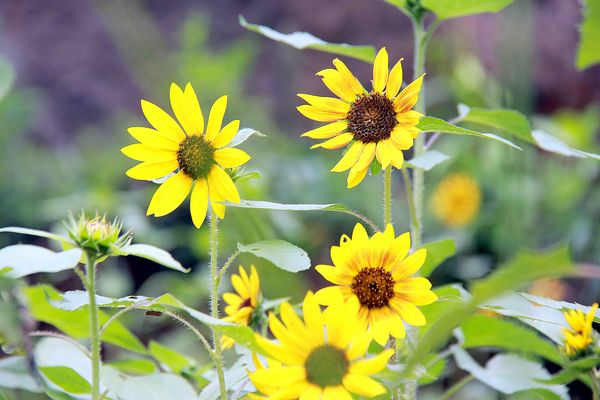 kebun bunga matahari