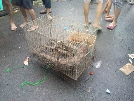 Setelah Biawak di Thamrin, Kini Muncul Ular Piton di Banjir Benhil Setelah Biawak di Thamrin, Kini Muncul Ular Piton di Banjir Benhil