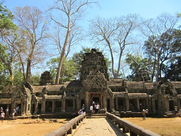 Pohon tinggi menjulang di kuil Ta Phrom