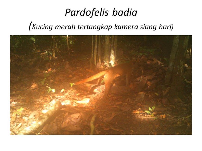 Kucing Merah & Hewan Langka Lain Ada di Taman Nasional Kutai Kucing Merah & Hewan Langka Lain Ada di Taman Nasional Kutai