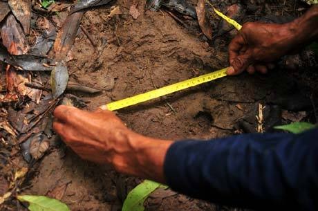 Jejak Hewan Langka, Badak Sumatera di Kalimantan Ditemukan Jejak Hewan Langka, Badak Sumatera di Kalimantan Ditemukan
