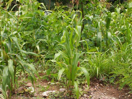 Kebun jagung