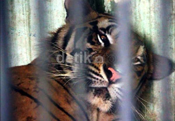 Lagi, Warga Mandailing Natal Tewas Diterkam Harimau Lagi, Warga Mandailing Natal Tewas Diterkam Harimau