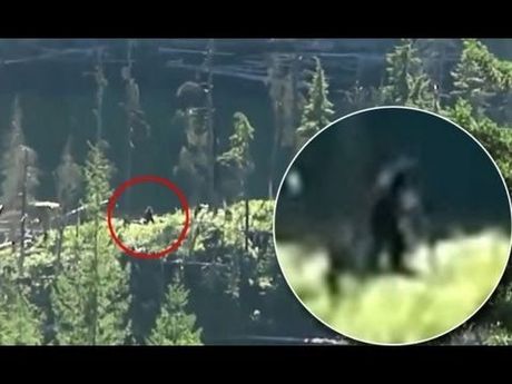 Sosok makhluk Bigfoot di hutan Kanada