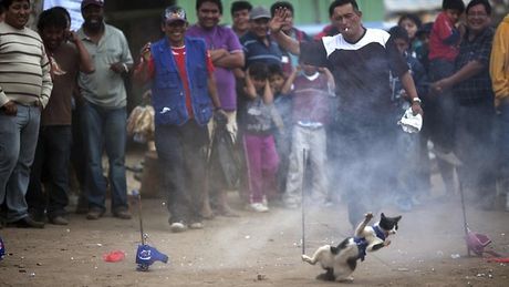 Ada Festival Tahunan di Peru dengan Ritual Makan Kucing