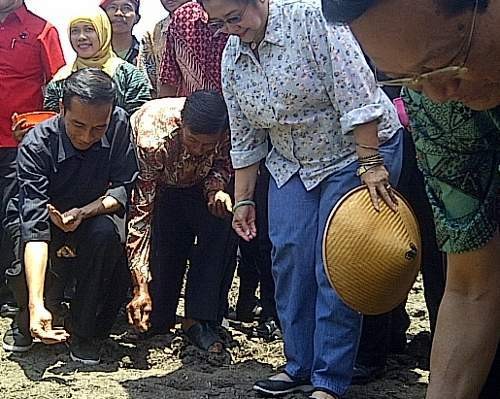 Ikut Tanam Kedelai di Bantul, Jokowi Jadi Sasaran Foto Ikut Tanam Kedelai di Bantul, Jokowi Jadi Sasaran Foto