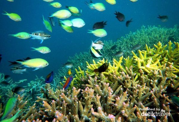 Terumbu karang dan ikan warna-warni di Gili Kondo