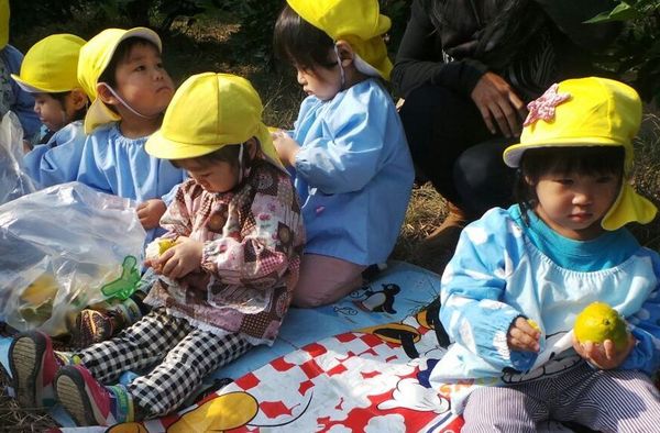 Wajah Imut Anak-anak TK Jepang Belajar Petik Jeruk 105229_tk1