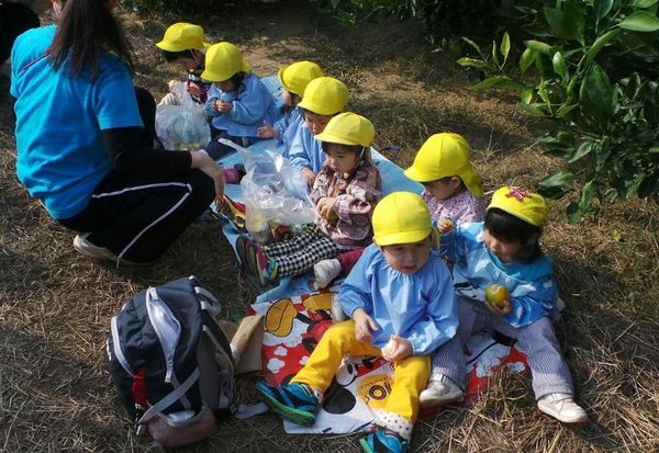 Wajah Imut Anak-anak TK Jepang Belajar Petik Jeruk 105257_tk3
