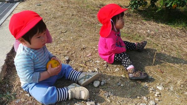Wajah Imut Anak-anak TK Jepang Belajar Petik Jeruk 105351_tk7