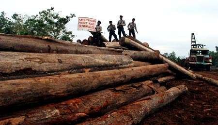 Satgas Sita 450 Ton Kayu Hasil Perambahan Liar di Cagar Biosfer Satgas Sita 450 Ton Kayu Hasil Perambahan Liar di Cagar Biosfer
