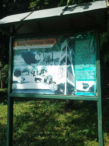 Menengok Taman Nasional Ujung Kulon, Sisa Hutan Hujan Tropis di Pulau Jawa