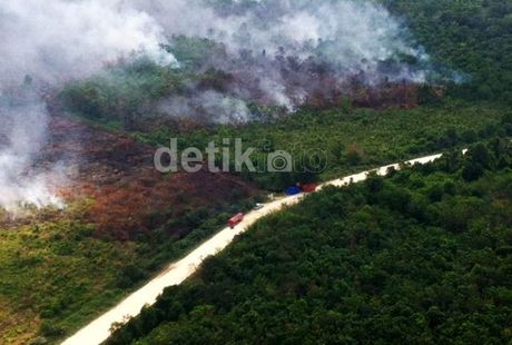 Terus Berkurang Drastis, Hutan Indonesia Jadi Sorotan Dunia Terus Berkurang Drastis, Hutan Indonesia Jadi Sorotan Dunia