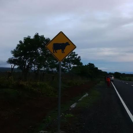 Uniknya Beternak di Bima, Tak Perlu Repot Merumput dan Sediakan Kandang