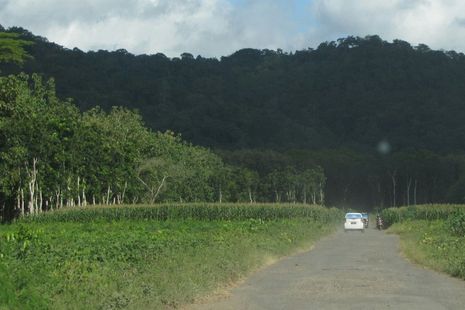 Mengarungi kecantikan mistis Alas Purwo, Banyuwangi 