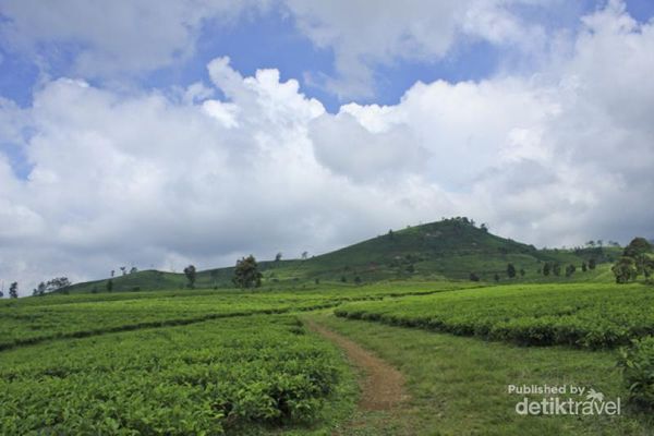 Kebun teh untuk kegiatan tea walk