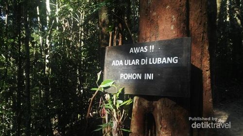 Jembatan Kanopi yang Menegangkan di Kalimantan Jembatan Kanopi yang Menegangkan di Kalimantan