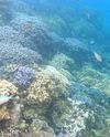 Pulau Menjangan Kecil, Karimunjawa