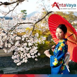 Japan Sakura
