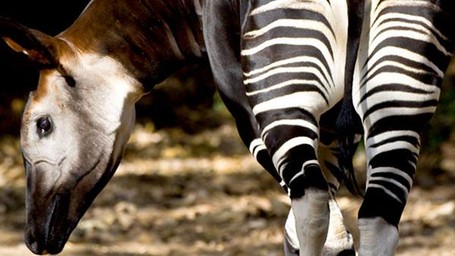 Hewan Ajaib! Kakinya Zebra, Badannya Keledai, Kepalanya Jerapah