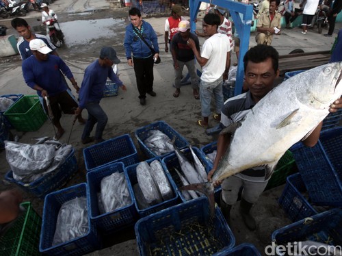 Belitung Ekspor Ikan Kerapu Hidup ke Hong Kong Rp 1,7 Miliar