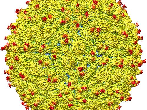 Ilmuwan Berhasil Kloning Virus Zika untuk Dijadikan Vaksin