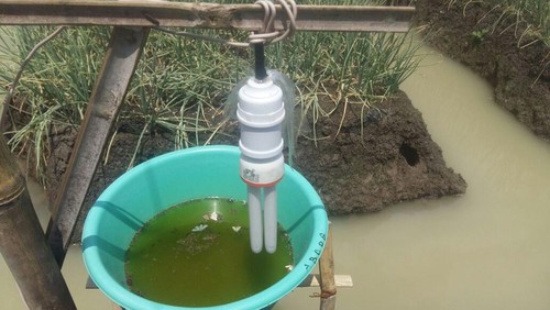 Usir Hama, Ini Jurus Petani Bawang Berkantong Tebal di Brebes Usir Hama, Ini Jurus Petani Bawang Berkantong Tebal di Brebes