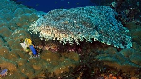 Hewan Fantastis dari Raja Ampat: Hiu Karpet Hewan Fantastis dari Raja Ampat: Hiu Karpet