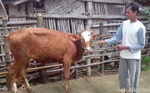 Pemerintah Minta Harga Daging Rp 80.000/Kg, Peternak di Bantul: Kita Rugi Pemerintah Minta Harga Daging Rp 80.000/Kg, Peternak di Bantul: Kita Rugi