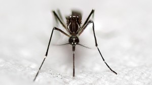 Vaksin Dengue Hadir di Indonesia, Begini Tanggapan Kemenkes