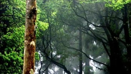 Hutan Angker di India dengan Kisah Hantu Tanpa Kepala Hutan Angker di India dengan Kisah Hantu Tanpa Kepala