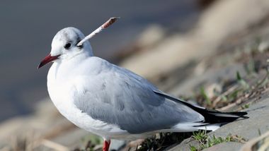 Duh Kepala Burung Camar Ini Tertusuk Panah Kertas Rss News Id