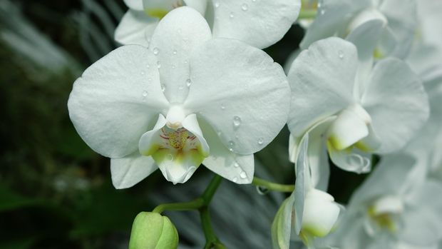 Selain Cantik, 10 Bunga Ini Ternyata Bisa Dimakan
